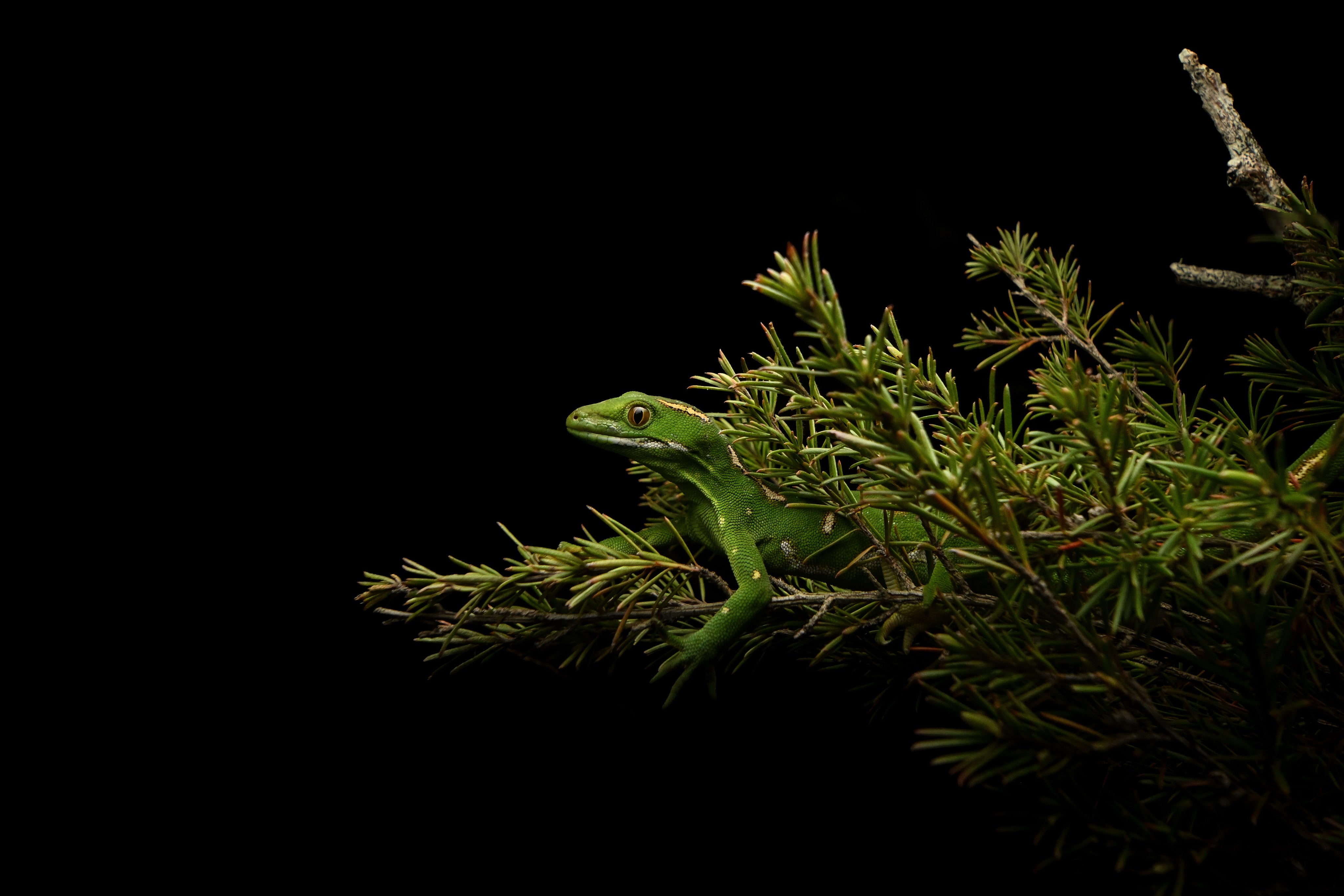 Nikon LIVE Workshop: Animal Photography with Dave Laux at Auckland Zoo