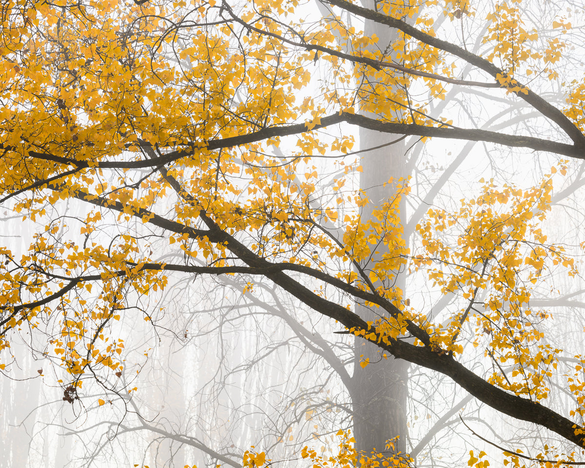 LIVE: Photo Walk & Talk with Richard Young